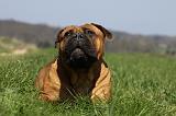 BULLMASTIFF 426